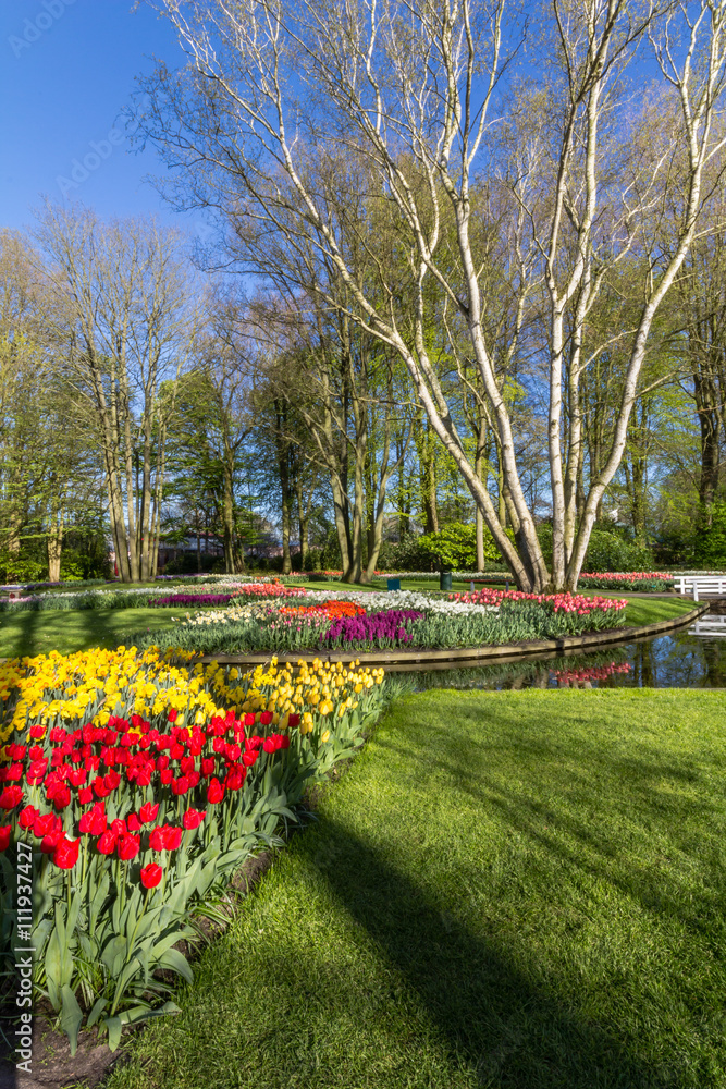 Obraz premium Keukenhof tulipe garden in Netherlands during spring April 2016