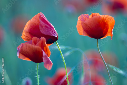 Fototapeta Naklejka Na Ścianę i Meble -  Poppies field-flowers