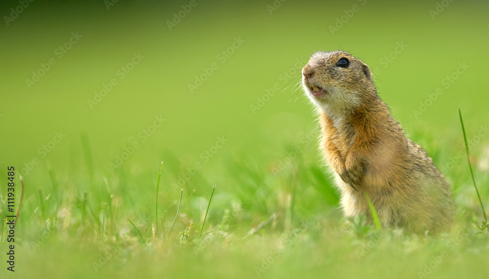 Fototapeta premium aufmerksamer Ziesel auf Sommerwiese