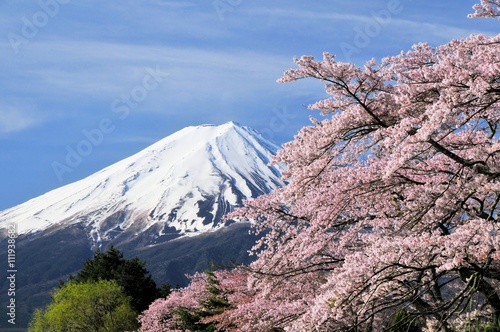 Wallpaper Mural 富士山と桜 Torontodigital.ca