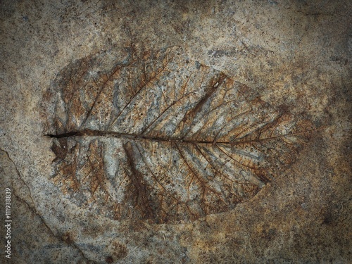Marks of leaf on the old concrete texture background