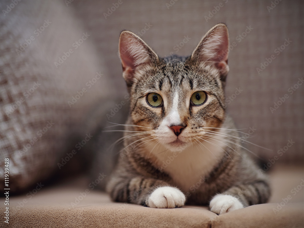 Portrait of a striped cat with white paws Portrait of a striped cat with white paws