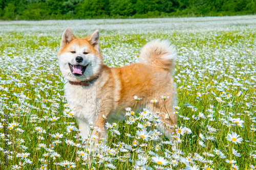 Akita - young dog standing on the green field. photo