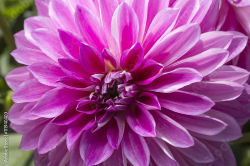 Pink Dahlia Flower Close Up