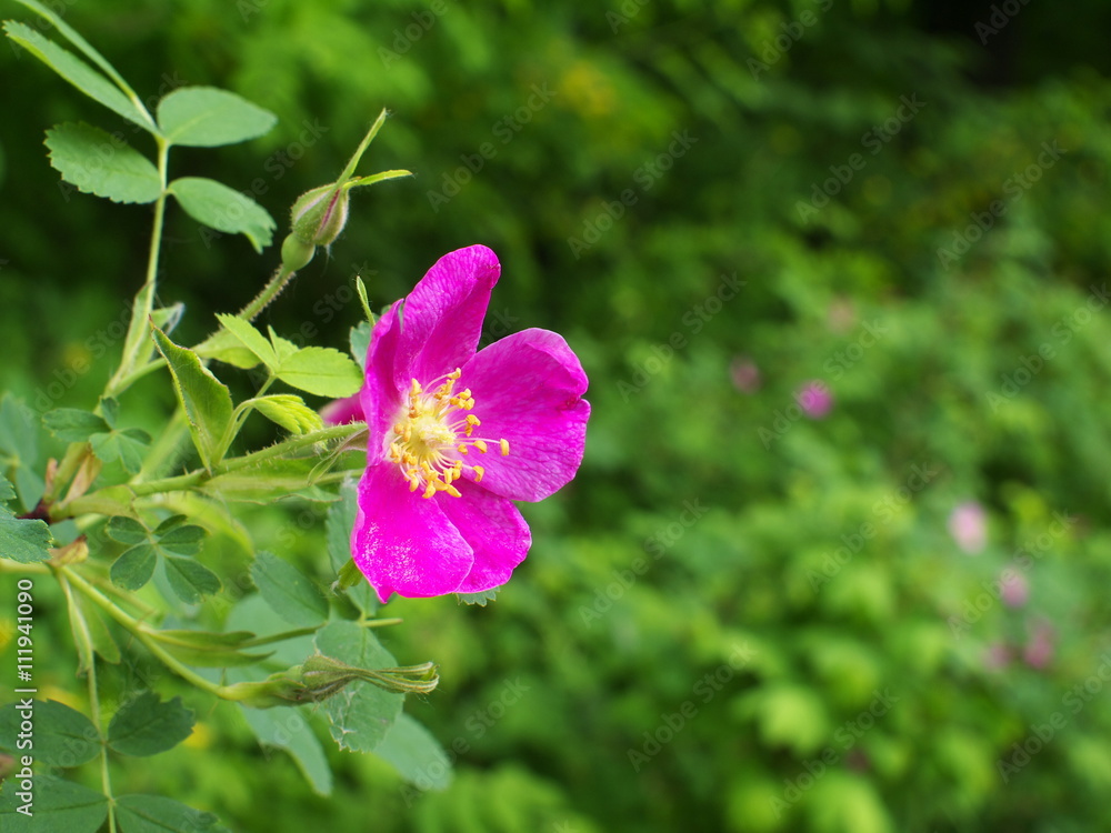 Wild rose flower closeup with copy space