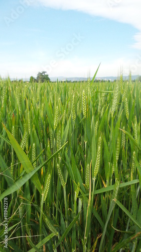 Champ de blé