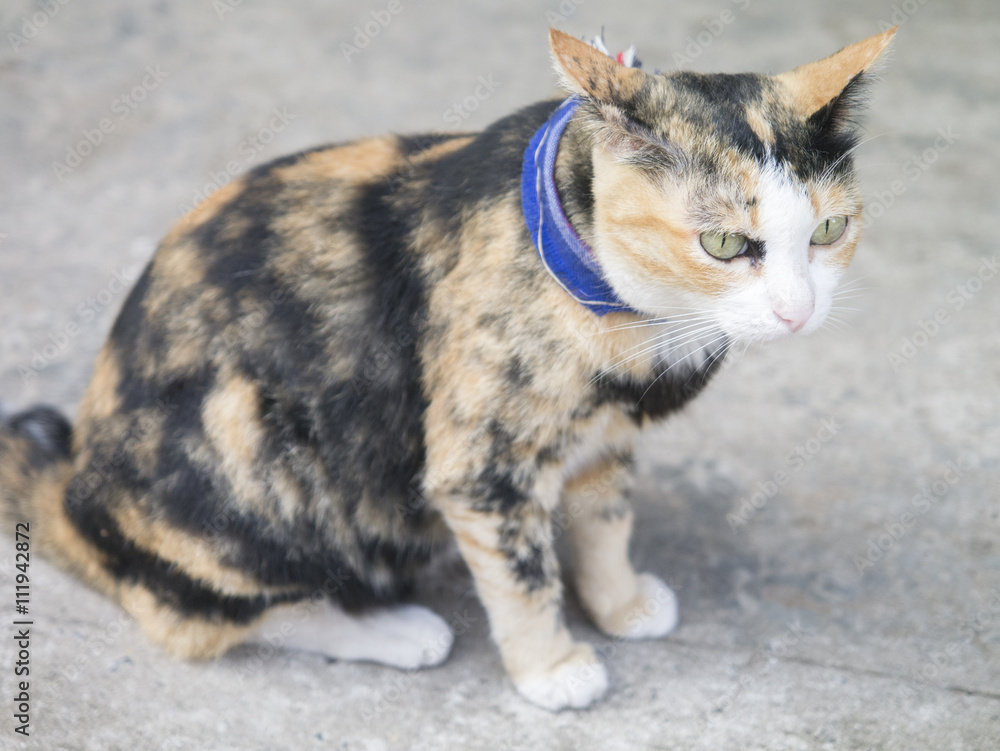 cat sitting on pavement.