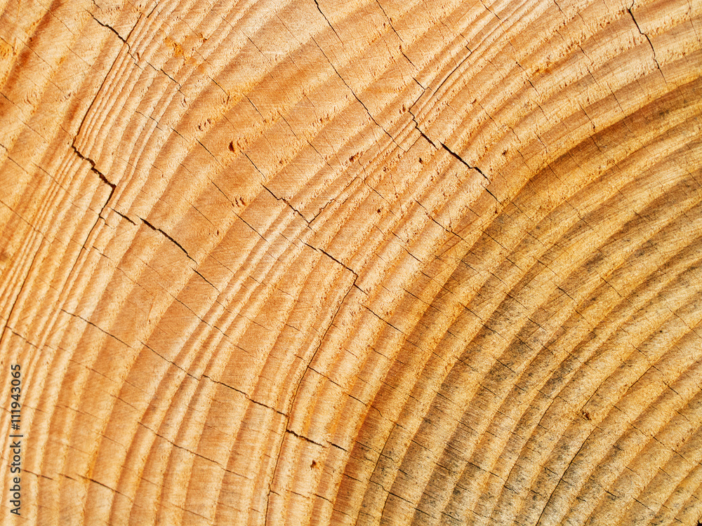 Naklejka premium Świeże drewniane kołki