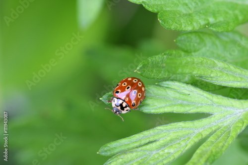 Ladybird beetles　（Anatis halonis） photo