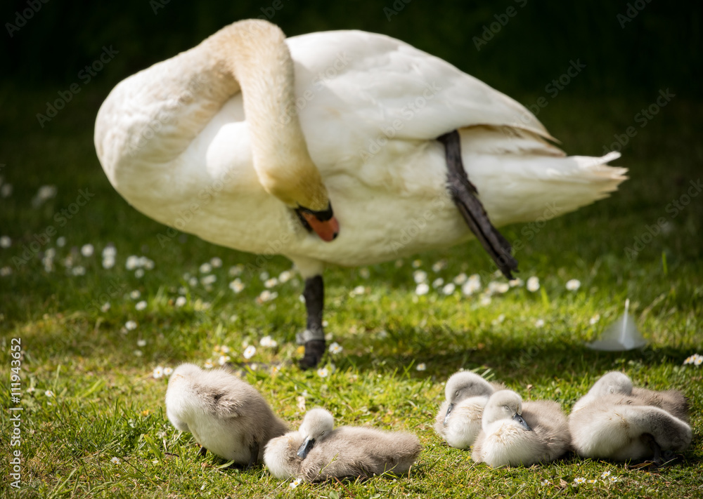 Adult swan preening whilst cygnets snooze on river bank Adult swan preening whilst cygnets snooze on river bank