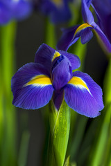 Papier peint photo Iris Iris en gros plan détaillé  © beataaldridge