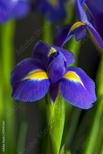 Iris flower - closeup