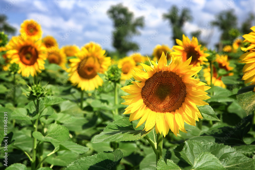 Sunflowers field