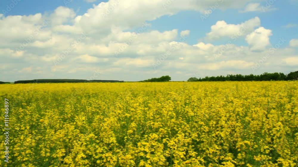 Panorama of northern Luxembourg with a rapeseed field. Panorama of northern Luxembourg with a rapeseed field.