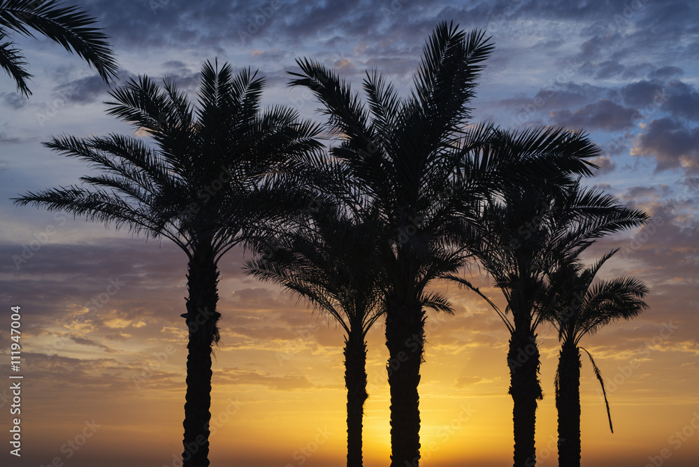 Obraz premium Mill beach palms