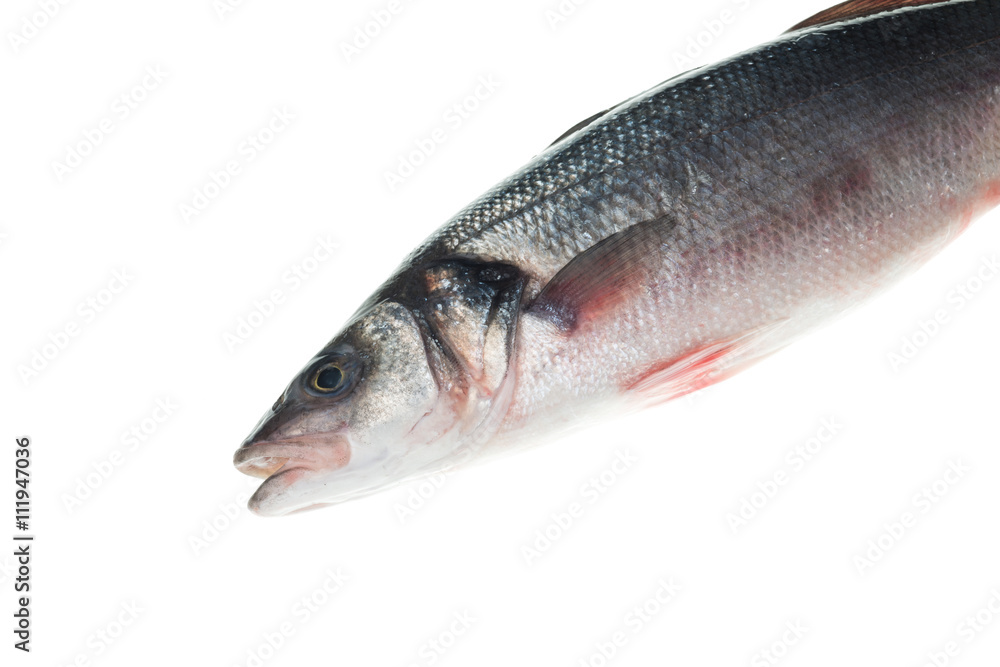 Frozen seabass Dicentrarchus labrax isolated on white background Frozen seabass Dicentrarchus labrax isolated on white background