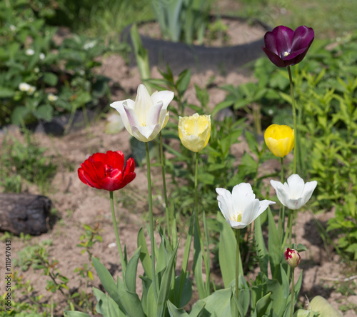 Varicoloured Tulips
