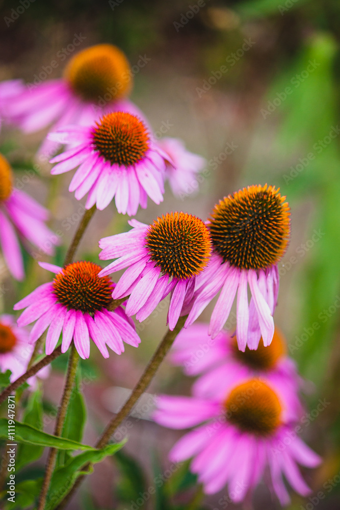 Group of Echinacea flowers in a garden Group of Echinacea flowers in a garden