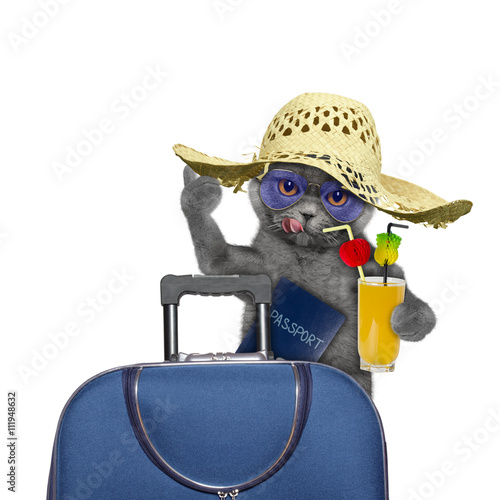 Fototapeta Naklejka Na Ścianę i Meble -  cat enjoys travel