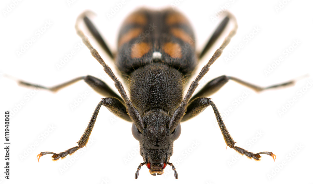 Long-horned beetle Anoplodera sexguttata isolated on white background, front view. Long-horned beetle Anoplodera sexguttata isolated on white background, front view.