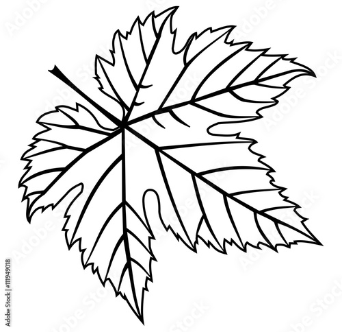 fig leaf