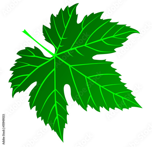 fig leaf
