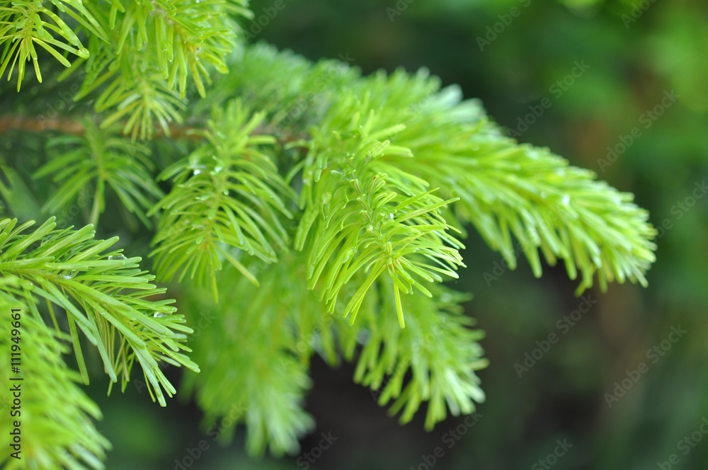 Beautiful Yew Twig With Dew Outdoor