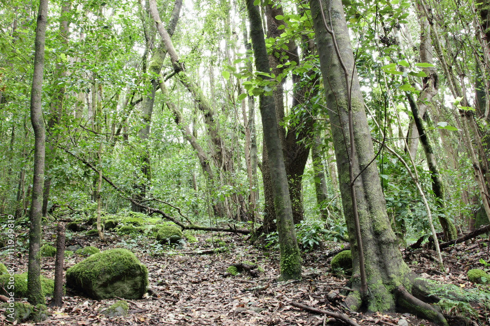 Fototapeta premium Urwald Bäume Regenwald Wald La Gomera Kanarische Inseln 
