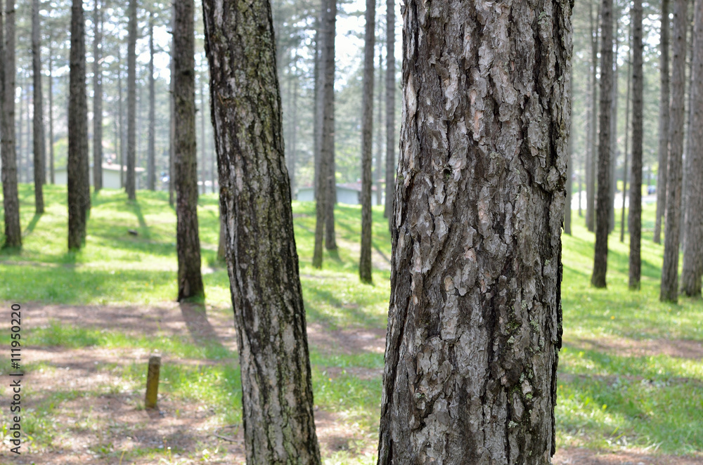 Coniferous forest behind a tree trunk in spring time Coniferous forest behind a tree trunk in spring time