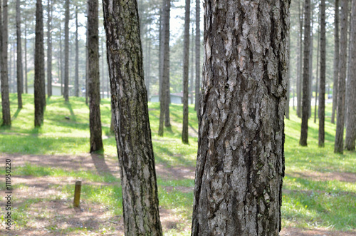 Coniferous forest behind a tree trunk in spring time