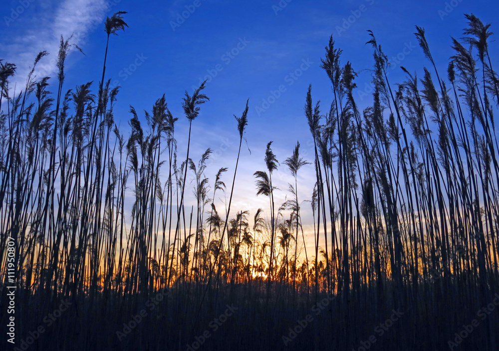 Obraz premium Field of tall grasses silhouetted by the setting sun.