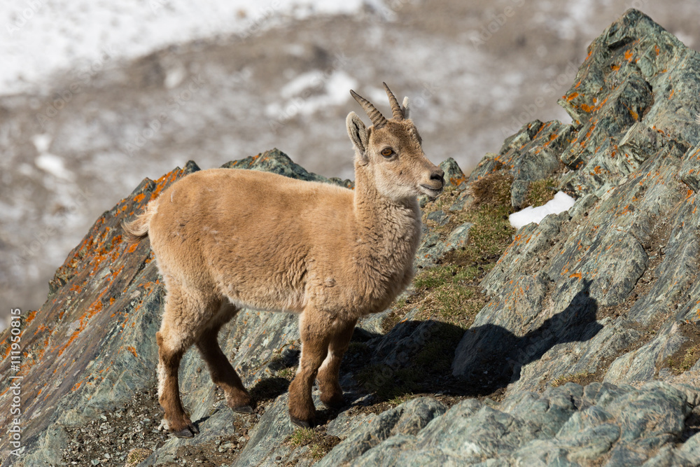 Wild Young Alpine Ibex on a Cliff Wild Young Alpine Ibex on a Cliff