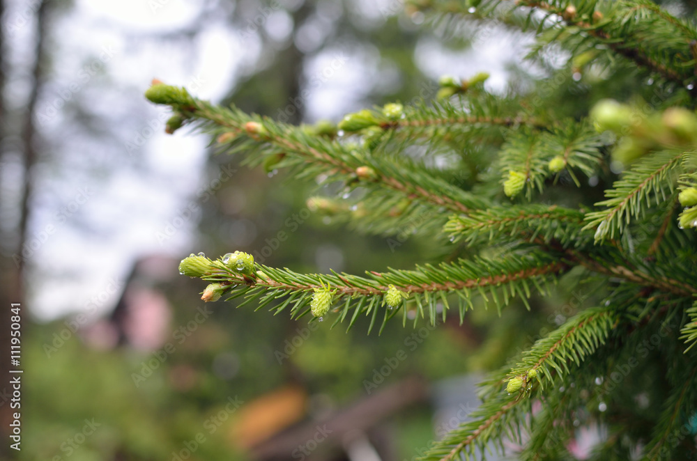 Wet branch of coniferous tree with raindrops after spring rain Wet branch of coniferous tree with raindrops after spring rain
