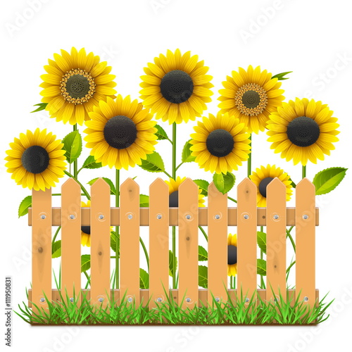 Vector Wooden Fence with Sunflowers