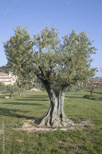 Olive Trees in Lourmarin  Provence  France