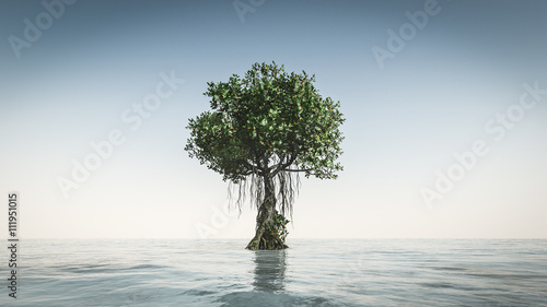 Mangrove tree in white background isolated
