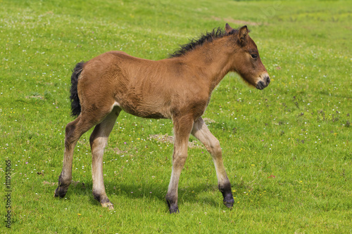 Brown foal  on the l meadow