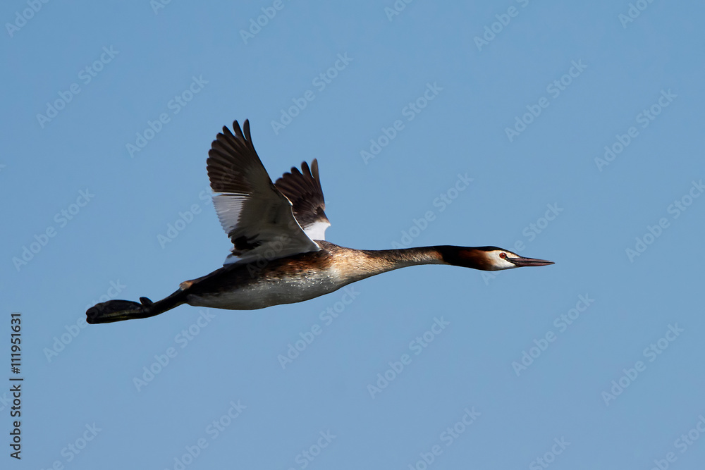 Fototapeta premium Great crested grebe (Podiceps cristatus)