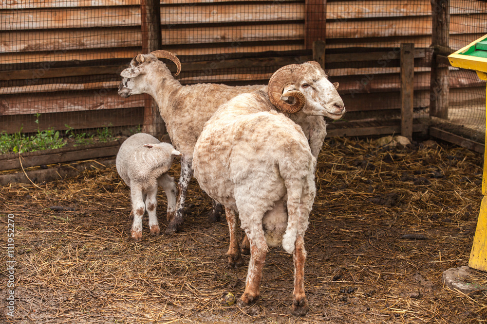 Obraz premium sheep on a farm