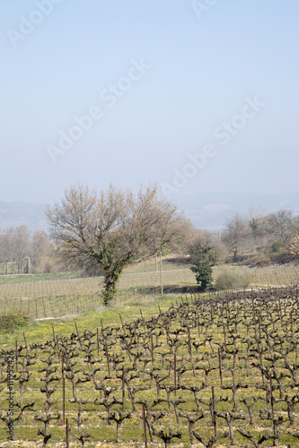 Vineyard outside Bonnieux Village, Provence