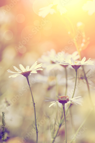 Fototapeta Naklejka Na Ścianę i Meble -  Wild field plant camomile.