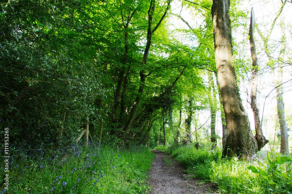 Fototapeta premium Beautiful English woodland on a spring morning