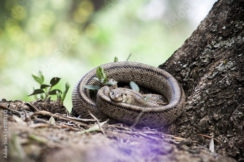 Rhinechis scalaris, called also stairs Snake, Spain photo