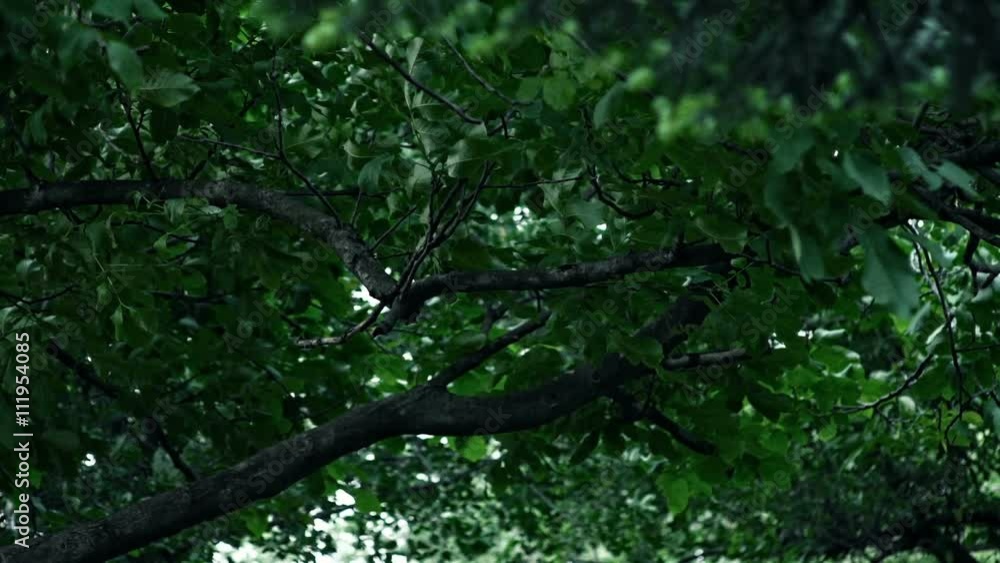 Green forest before the storm. Wind and movement of branches Green forest before the storm. Wind and movement of branches