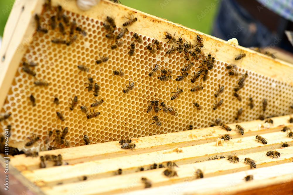 Wabenrahmen eines Bienenstocks Wabenrahmen eines Bienenstocks