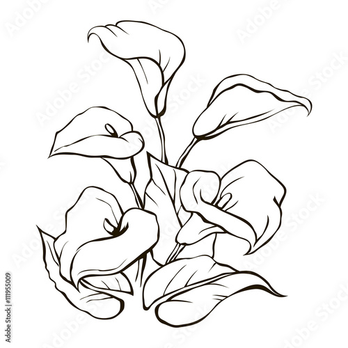 White calla lilies on a white background circuit