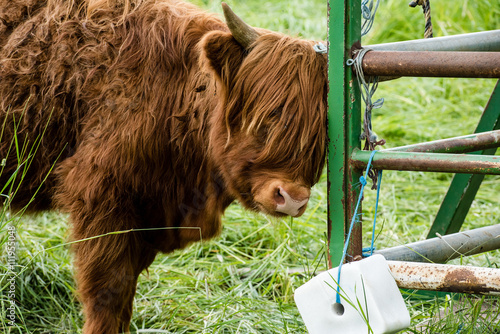 Juvenile Highland Cattle