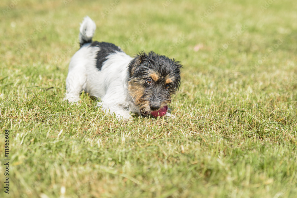 Jack Russell Welpe spielt im Gras