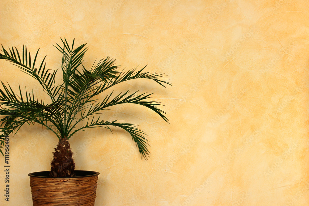 Fototapeta premium Hintergrund mediterran orange terrakotta Palme