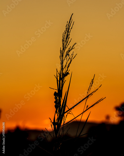 Wild grass in the morning   silhouette